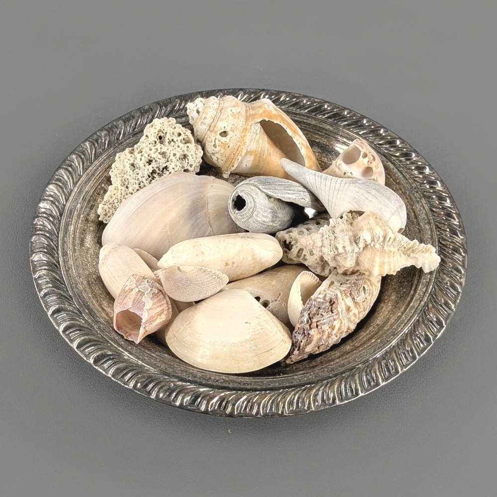 Wm. Rogers Silverplate Bowl with Natural Seashells and Coral Coastal Decor